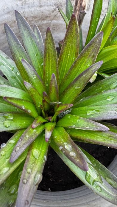 Продам Место дЛя отдыха ДАЧУ