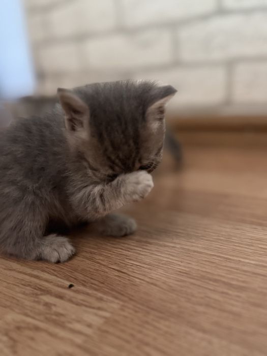 Вислоухие котята