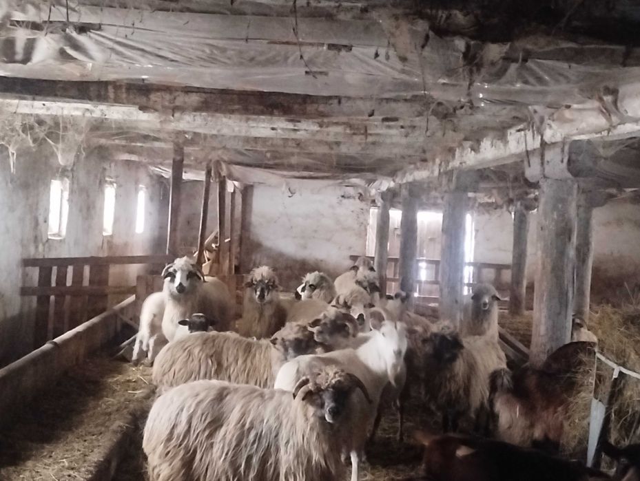 Oi reforme și cu miei