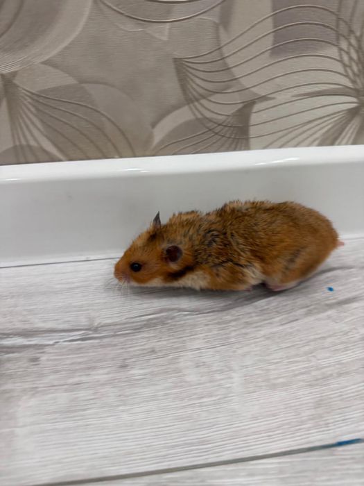 Хомяки с клеткой