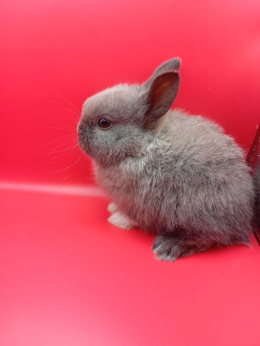 Кролики декоративные