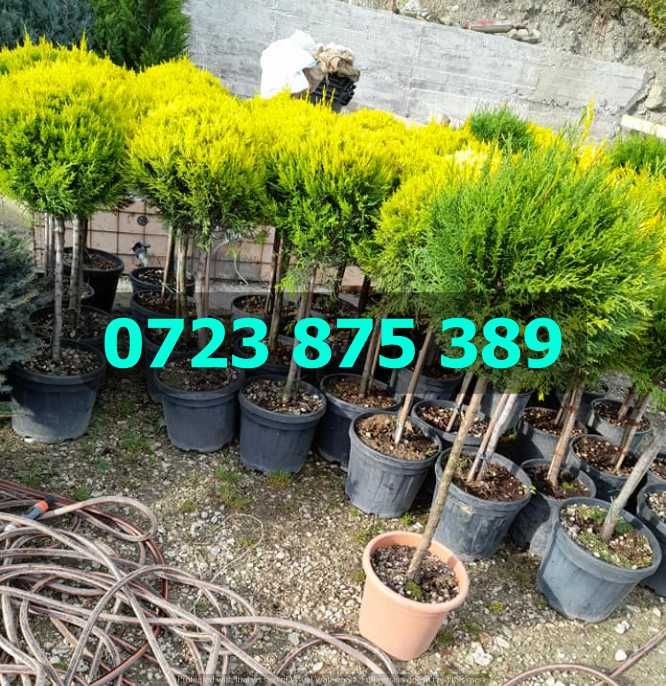 Selecție de Plante Viguroase – Ramificație Densă și Aspect Uniform