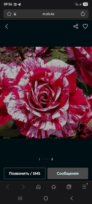 Цикламин розы расспродажа