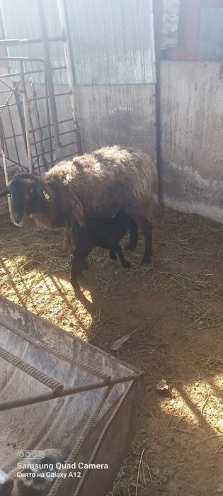 Қой сатылады қозыл