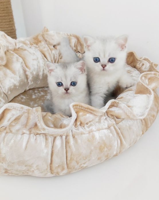 Британские котята