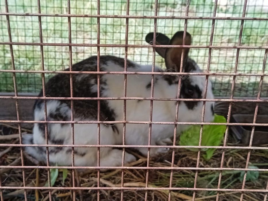 Продам крольчиху