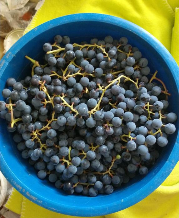 Продам  яблоки уралку