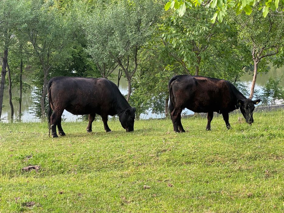 Vând Black Angus