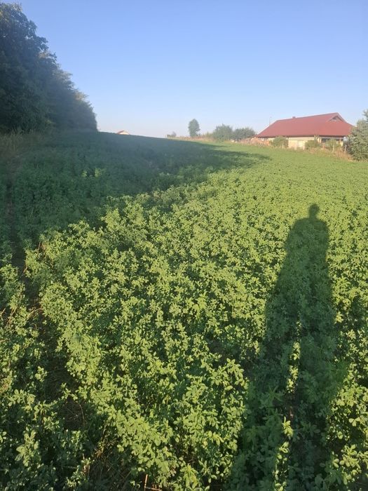 Vând teren intravilan în curtesti