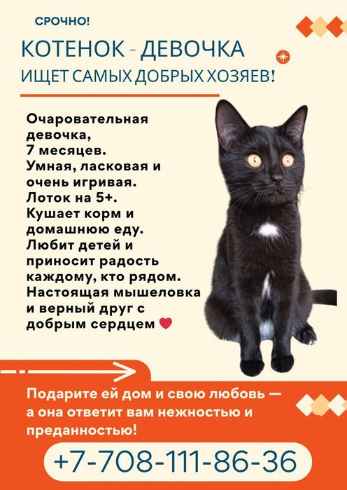 Отдам котят подростки