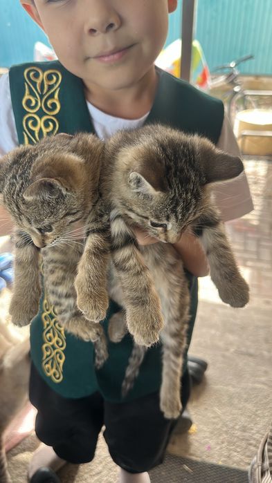 Котята в хорошие руки