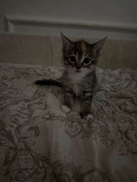 Котята домашние отдам