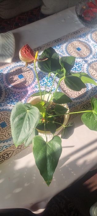 Продам цветы пересаженные удобренные