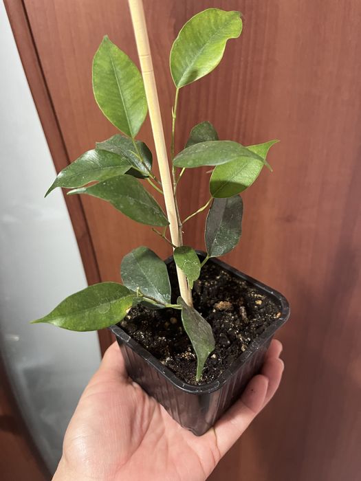 Комнатные растения