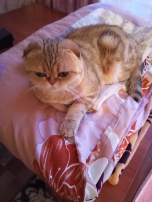 кошка стерилизованая