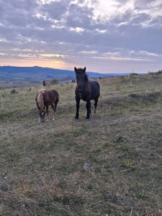 Manza semigrea mai multe det pe tel