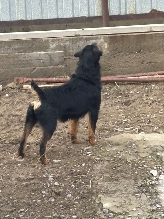 Ягдтерьер!!!для ВЯЗКА