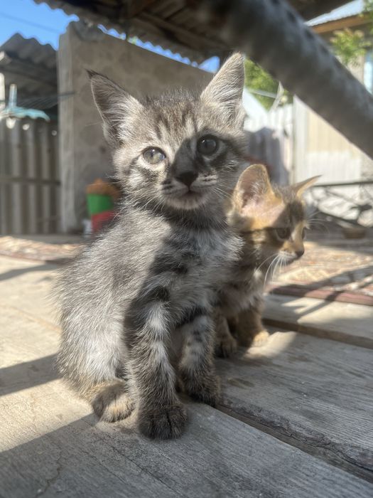 Отдам котенков 1,5 мес.