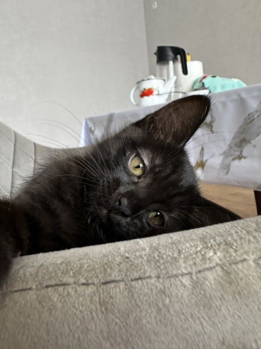 Котенок отдам бесп