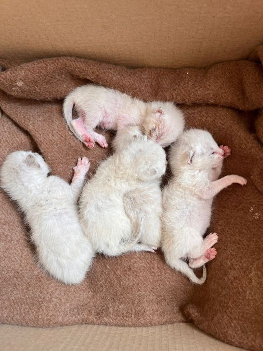 Котенок в добрые руки