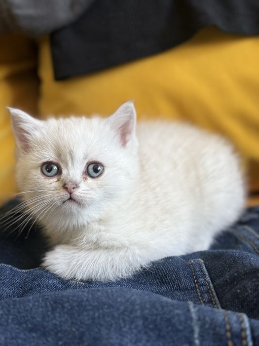 British Shorthair, femela, acte la zi (vaccinuri, deparazitari)