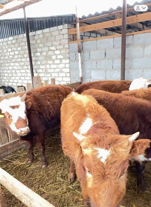 Баспақтар Бар Еркек