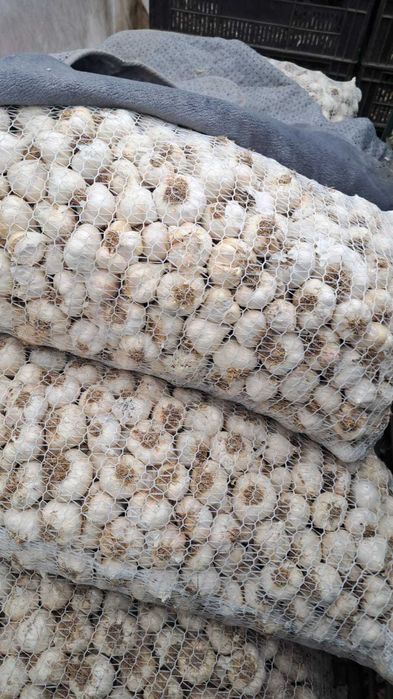 Vând usturoi romanesc . Izvoarele ,Teleorman