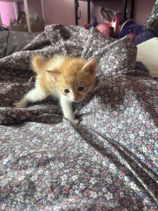 Подарявам котенца!