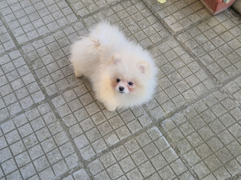 Мъжки померан на 4 месеца