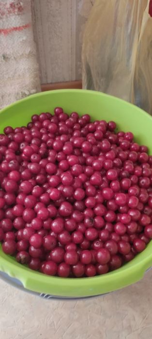 Продам Вишню дачную