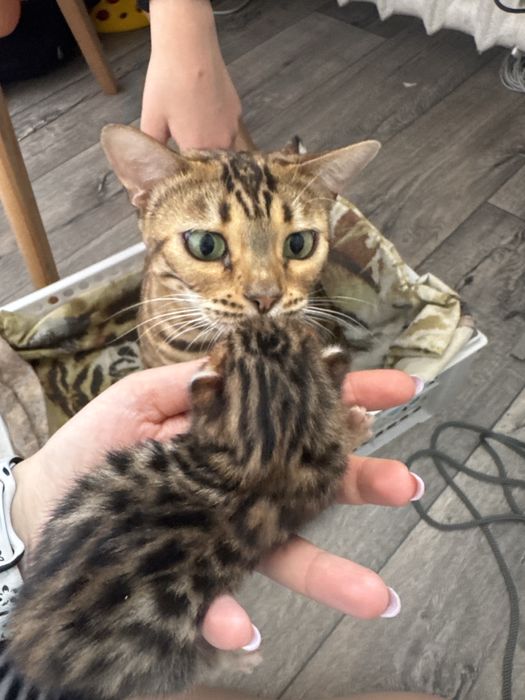 Продам котенка породы бенгал