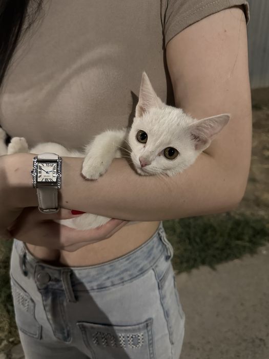 Котенок примерно 2-3 месяца
