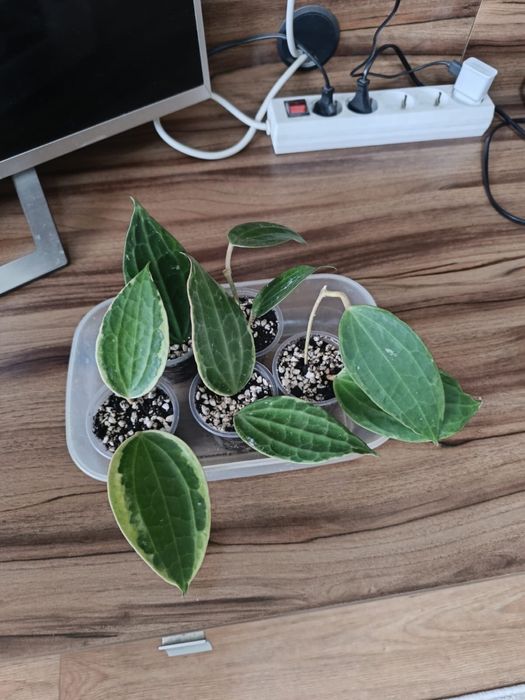 Хойя макрофилла вар