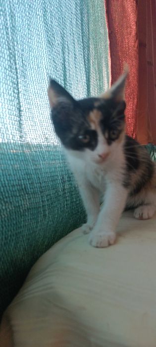 Пристраивается в хорошие руки