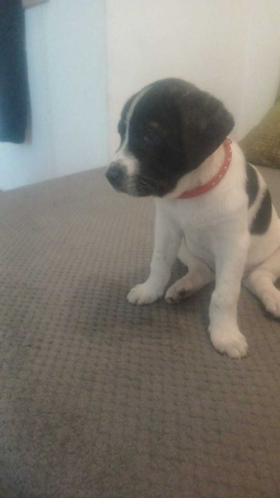 Pui amstaff (femela)