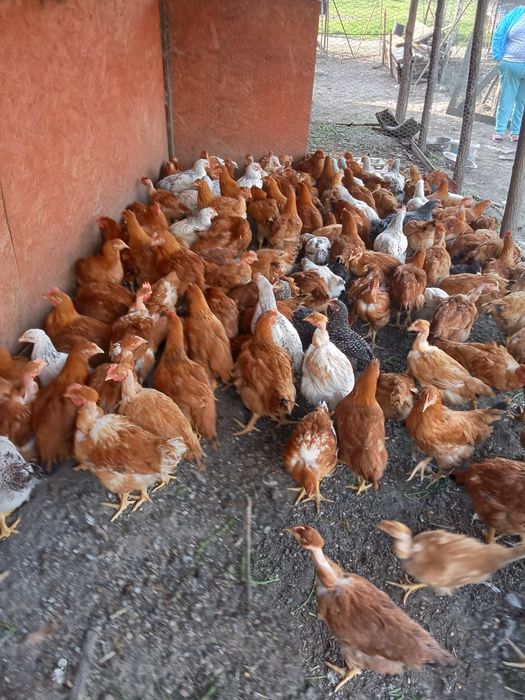 Vînd puicuțe 2 kg 60 lei