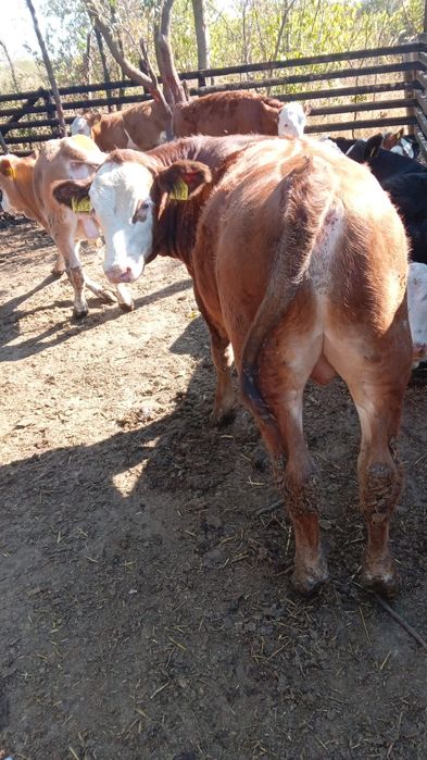 Vând viței 28 de le kg