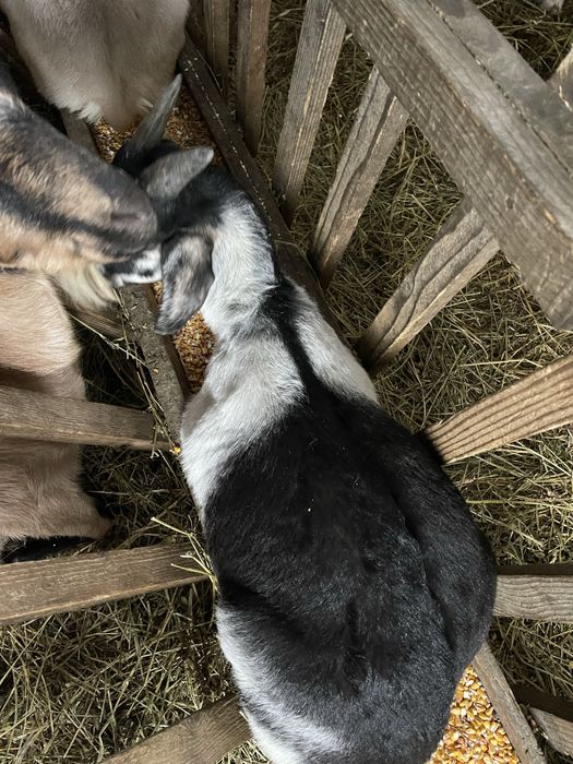 Iezi de vanzare foarte frumosi si grasi