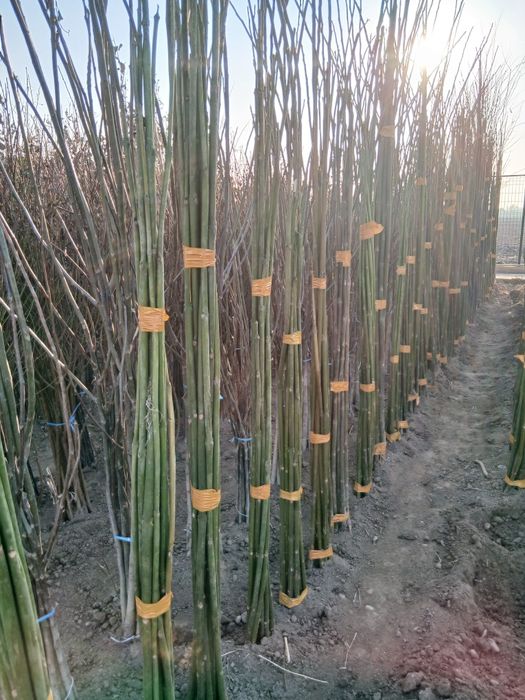 Pavloniya va Dekarativ  ko'chatlari Arzon narxlarda