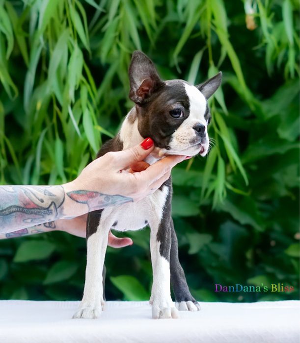 Boston terrier cu pedigree - fetita