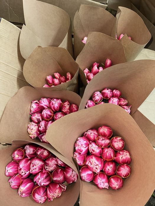 Тюльпаны Голандия