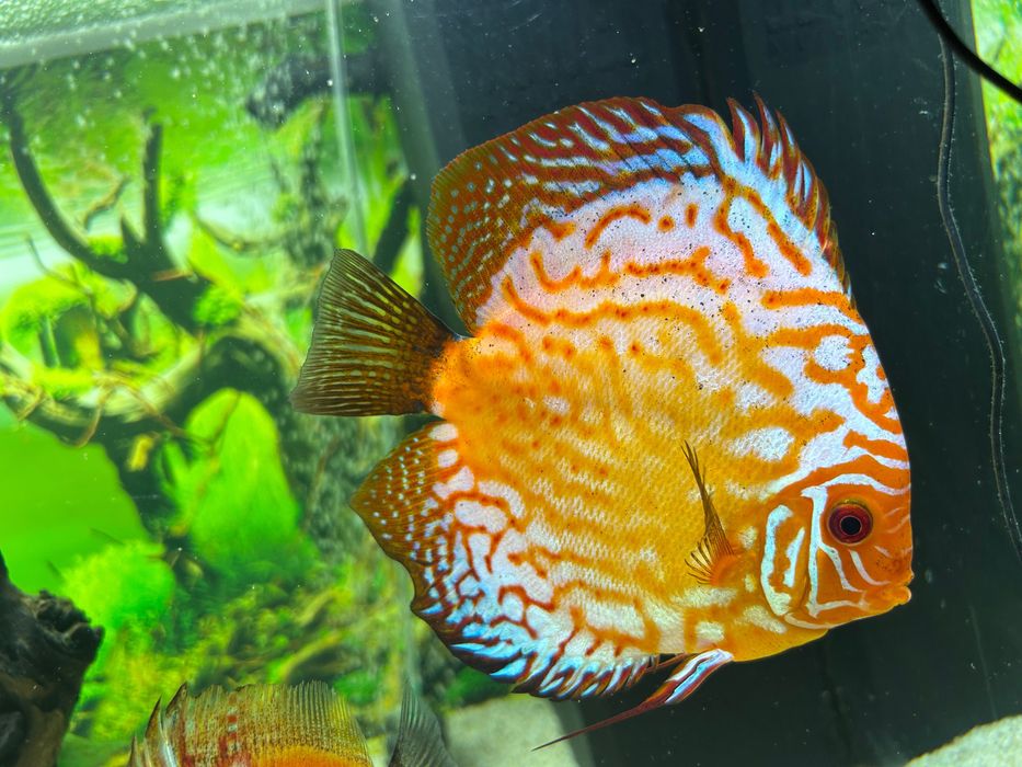 Vând pereche pești DISCUS