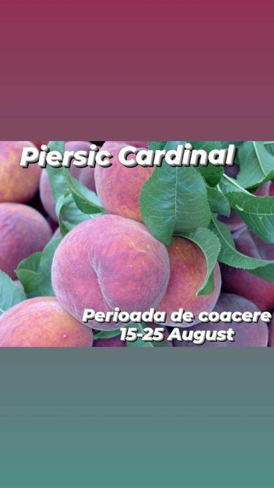 Pomi fructiferi altoiti