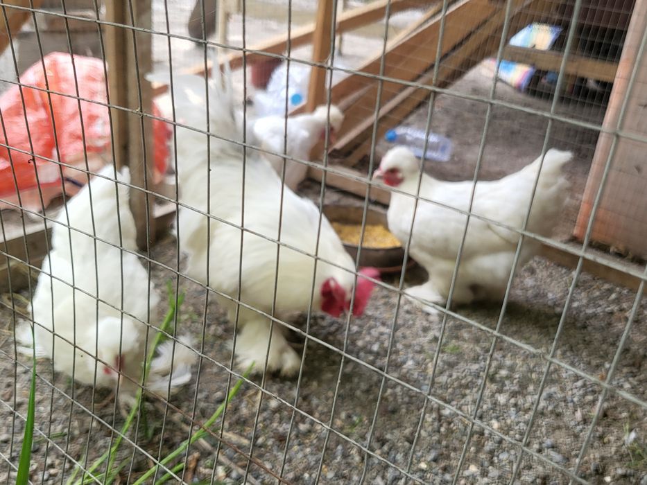 Troykalar sotiladi bir uya 4 ta