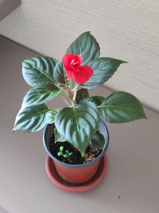 Бальзамин махровый.