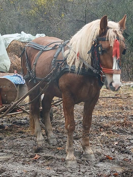 Armasar 3 ani orice proba