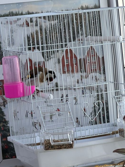 Продам  Щегла красивая певчая птичка Самец