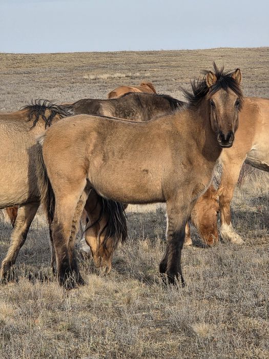 Продам жеребят 2025г