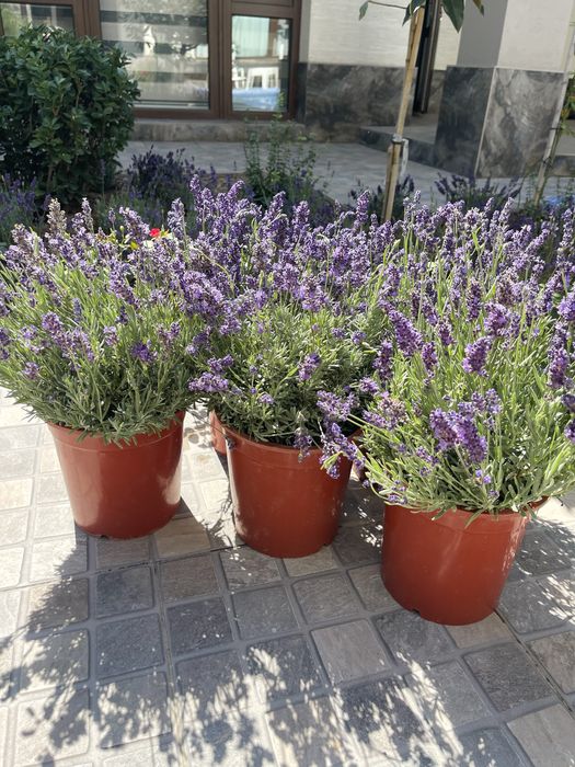 Саженцы ЛАВАНДЫ в продаже