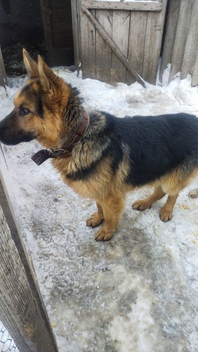 Кабель на вязку молодой